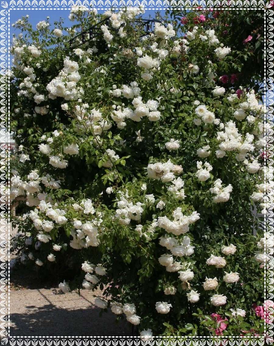 Alaska róża pnąca